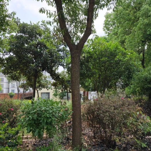 枣阳市小叶樟
