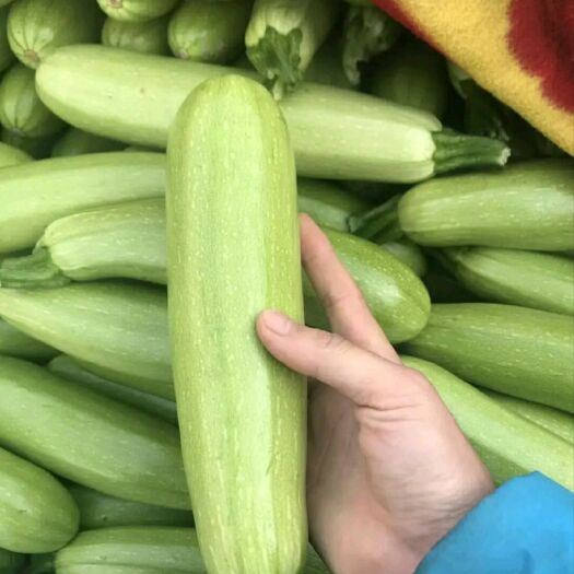 邯郸 精品西葫芦