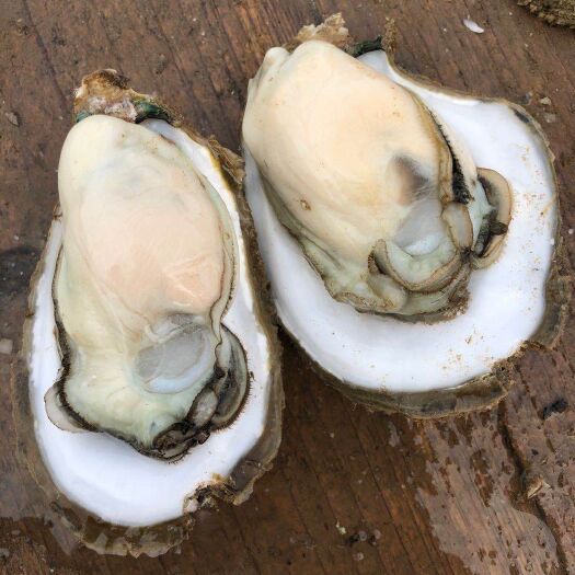 湛江广州生蚝 湛江生蚝