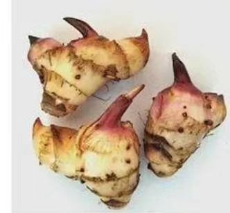 沭阳县 美人蕉种球四季盆栽庭院植物美人蕉花苗多年生花卉根茎带芽发货