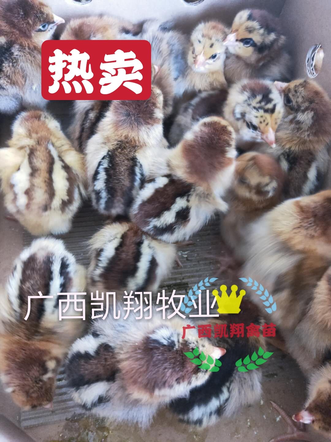 大种良凤花鸡苗，孵化厂直供 包打疫苗 易养殖 保证质量