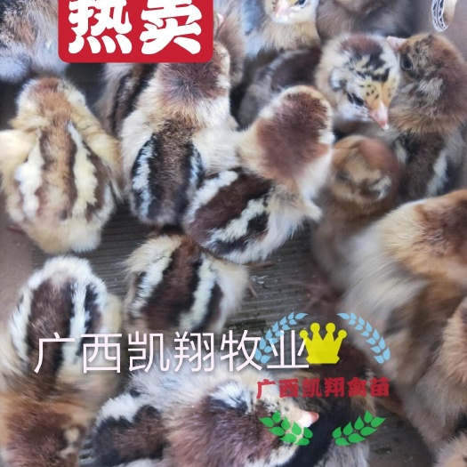 南宁大种良凤花鸡苗，孵化厂直供 包打疫苗 易养殖 保证质量