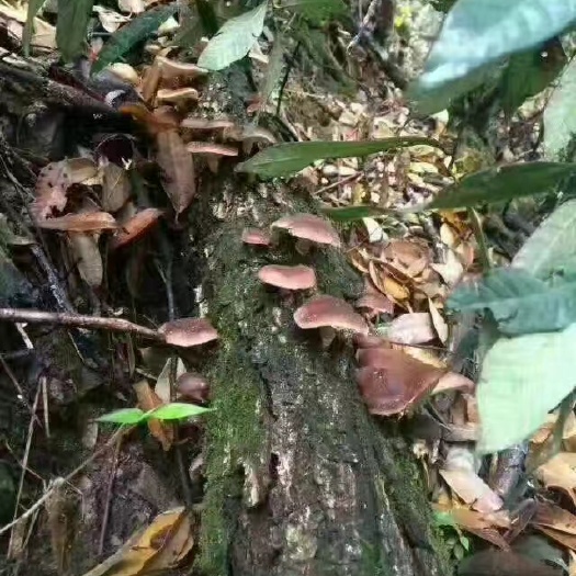 永胜县 云南纯蘑菇上市啦，欢迎来电