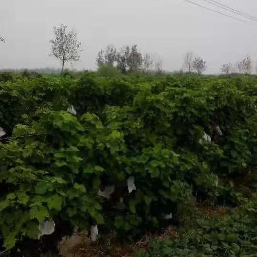 唐山 唐山玫瑰香葡萄，质优价廉