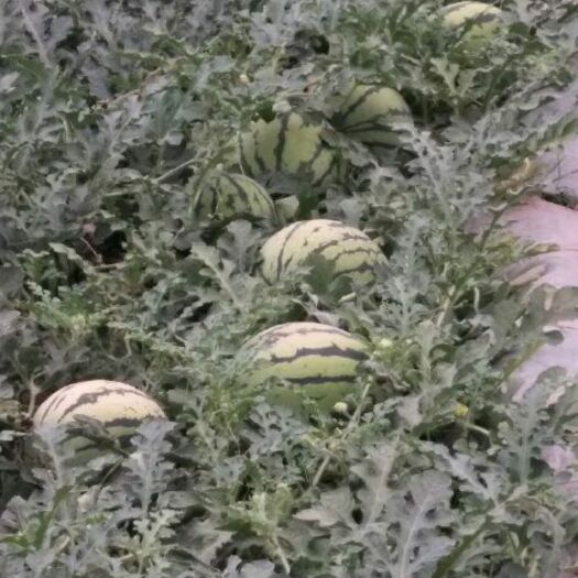西昌市麒麟西瓜 甜份高口感脆超脆甜