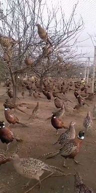 邻水县 10月龄七鸡鸡散养 五谷杂粮青菜青草大喂养 七彩山鸡