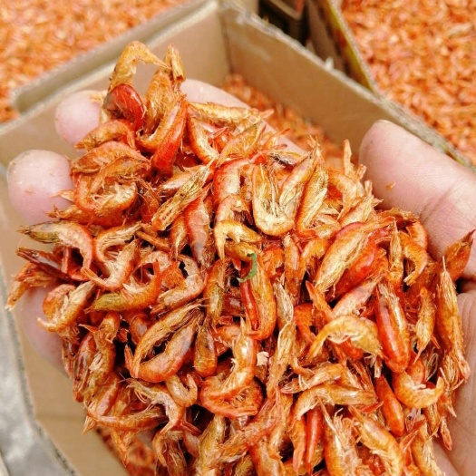 大和藻虾 