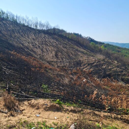 罗山县 杉木   沙杆