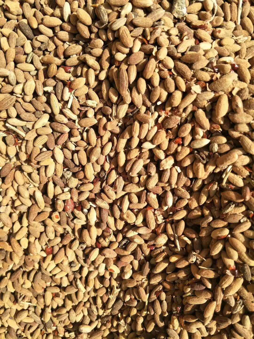 沙枣种子 沙枣籽种 沙枣苗 沙枣种籽