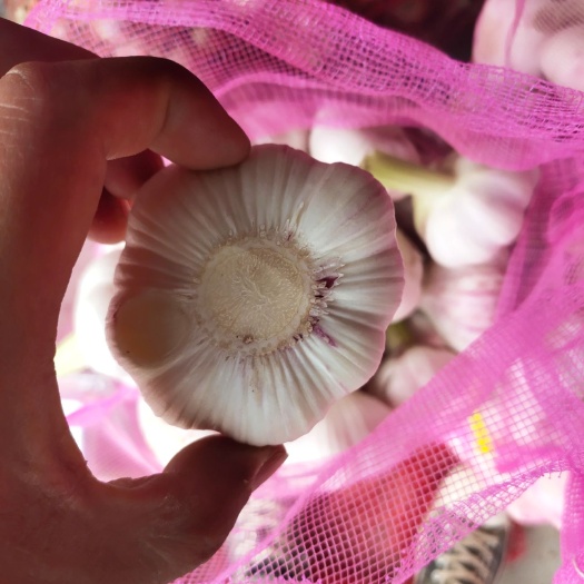 开封精品新鲜紫皮大蒜上市，5公分以上，过筛子，诚信代发