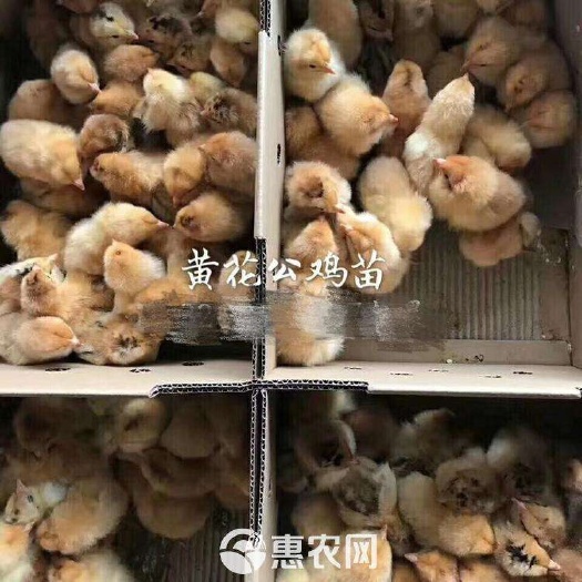 广州 黄花公鸡苗，大种黄花公[70天可长5斤]