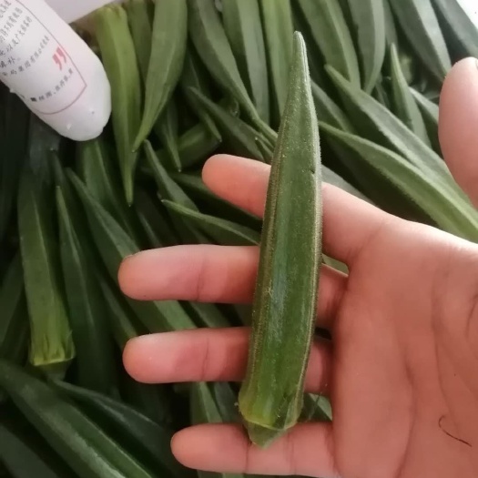 南京剑叶秋葵