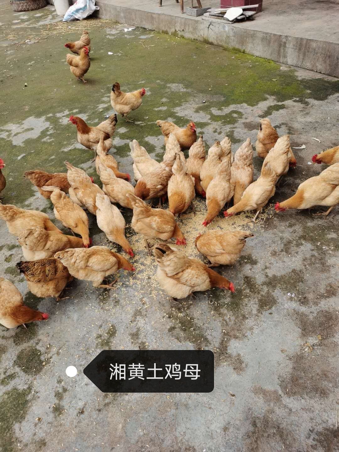 湘黄土鸡苗 优质湘黄土鸡母，包打液氮马立克疫苗包运输包运输存活
