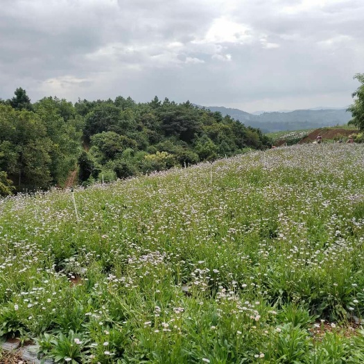 弥勒市灯盏细辛 该灯盏花种植基地为生态环境优良的云南高山地区，干花品质好。