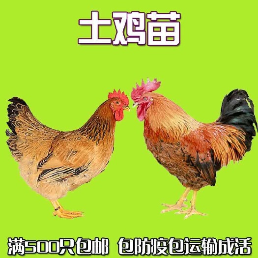 仁化县 正宗土鸡苗 包邮已打疫苗