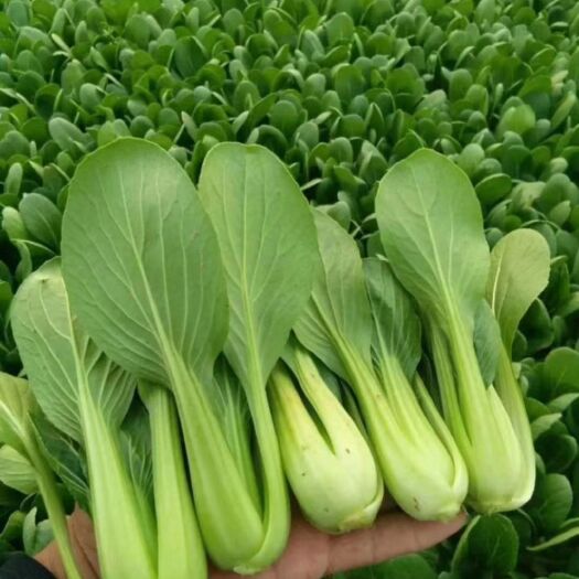 民权县夏妃青梗菜 精品