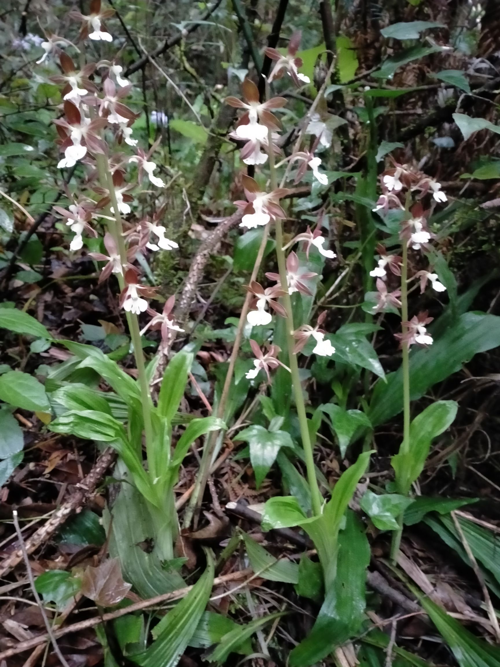  花！花，可制花茶，，经块入药