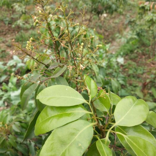 灵山县桂味荔枝苗 荔枝