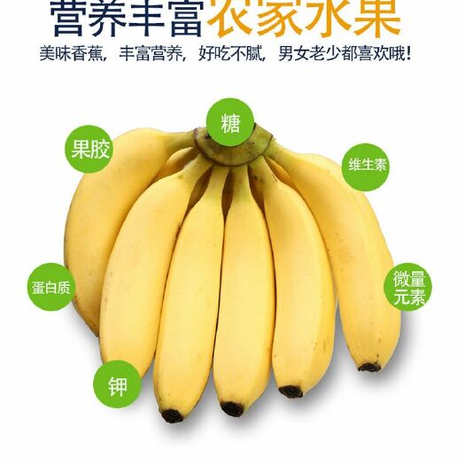 澄迈县香蕉  海南农家种的新鲜巴西蕉