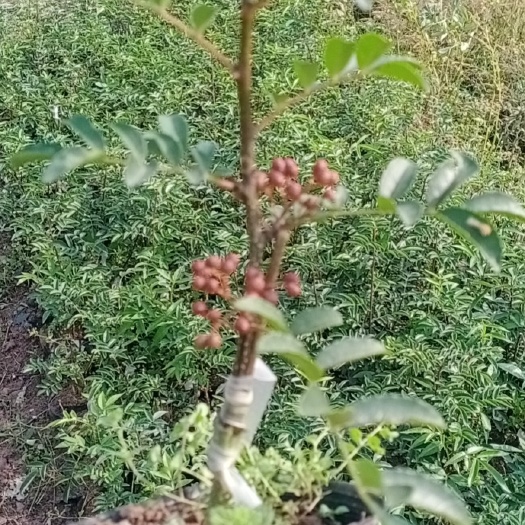 丹棱县 挑战全国高品质花椒苗