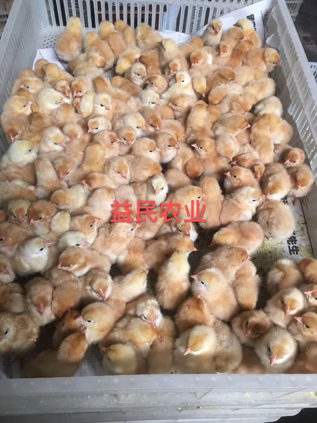 湘黄土鸡苗 优质湘黄土鸡母，包打液氮马立克疫苗包运输包运输存活