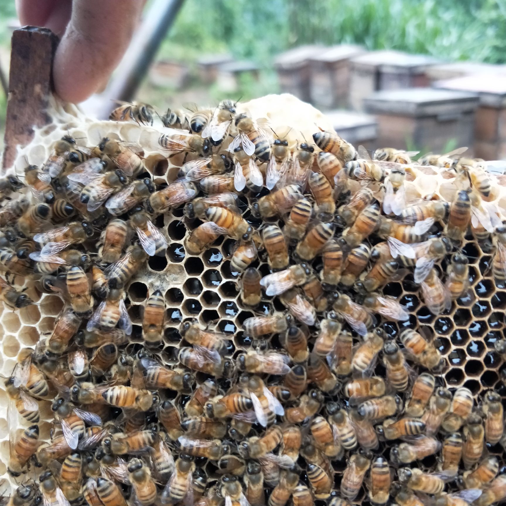  农家土蜂蜜桔子蜜百花蜜新鲜现蜜一件代发