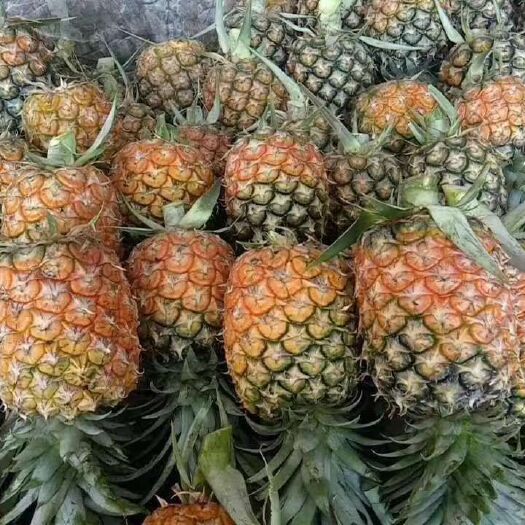 景洪市金钻十七号凤梨 西双版纳热带凤梨现摘现发