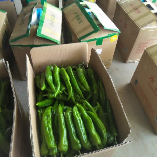 聊城长角辣椒 大量有货，有需要的亲们可以下单
