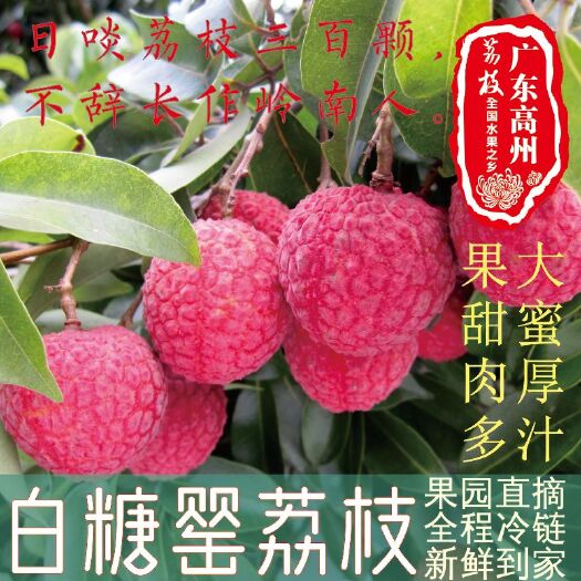高州市 高州荔枝源头供应商直接对接平台量大有能力者来