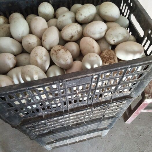 开封青皮鸭蛋 食用 散装