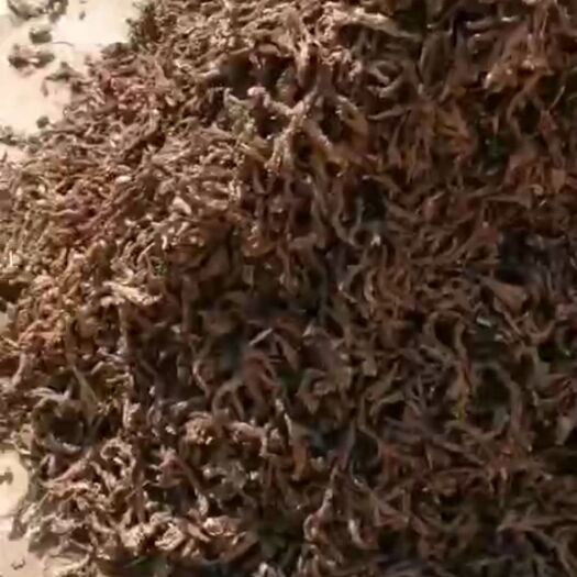 道县 大量石菖蒲干货