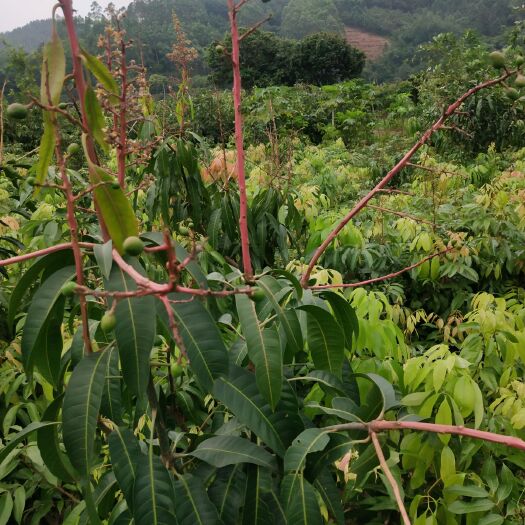灵山县台农芒果苗 金煌芒果