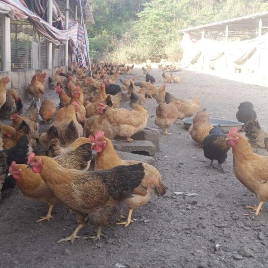 玉林 山林木园土花鸡，鸡靚价不贵