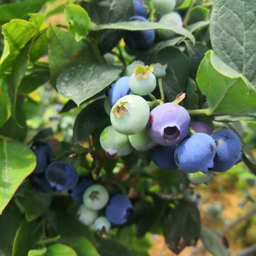 云南省澄江市，露天蓝莓鲜果，基地直销