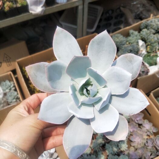 漳州 广寒宫，一箱24装150元