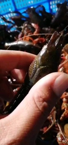 南京 小龙虾
