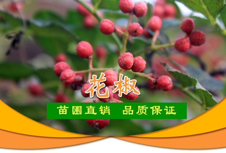 平邑县花椒苗大红袍野花椒无刺花椒