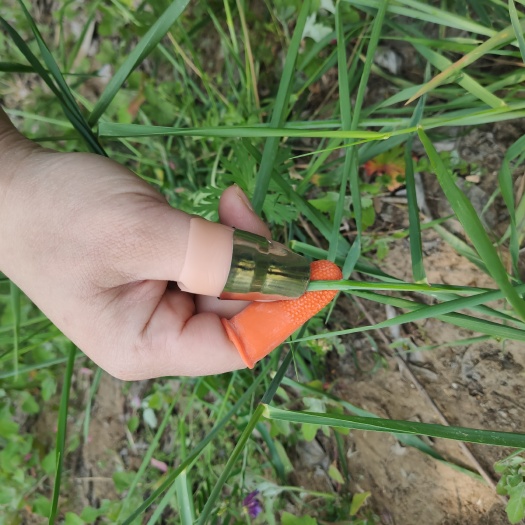 临沂 花椒采摘器掐尖器打头器摘果拇指刀铁指甲