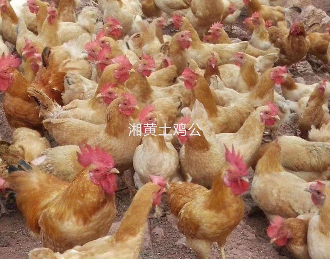 湘黄土鸡苗 优质湘黄土鸡母，包打液氮马立克疫苗包运输包运输存活