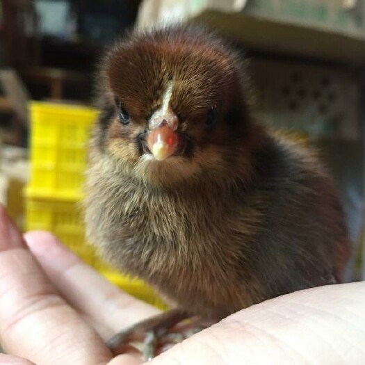  清远2号麻鸡苗