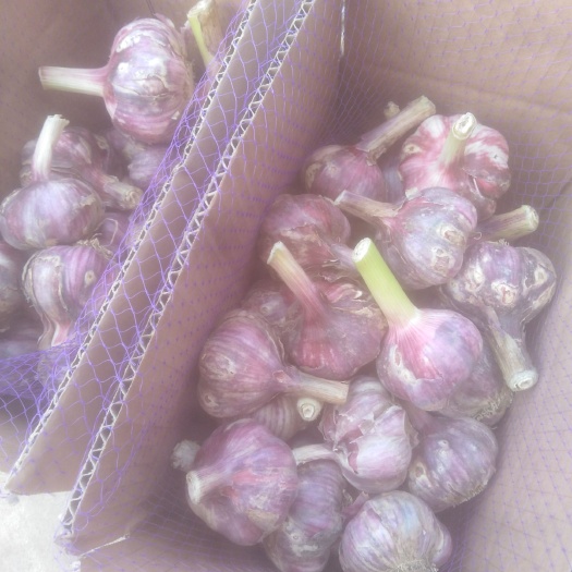 杞县红皮蒜  今年 干大蒜头 紫皮大蒜 精品  口感好