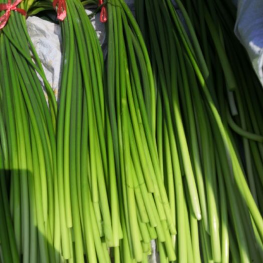 兰陵县 蒜苔