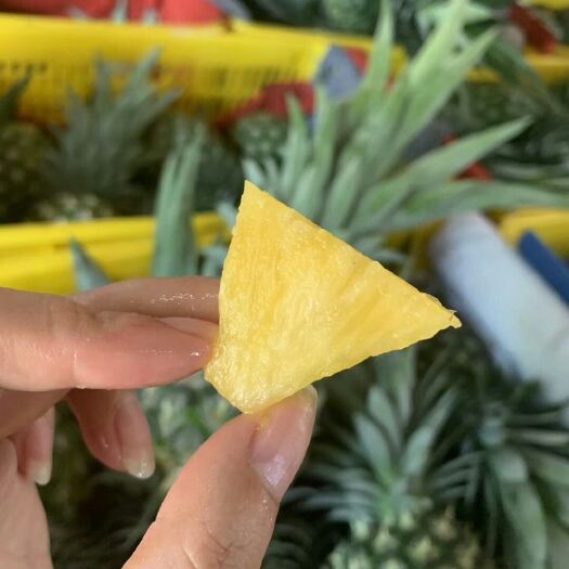 昆明 云南金钻凤梨17号一件代发手撕菠萝现摘现发新鲜水果无须挖眼