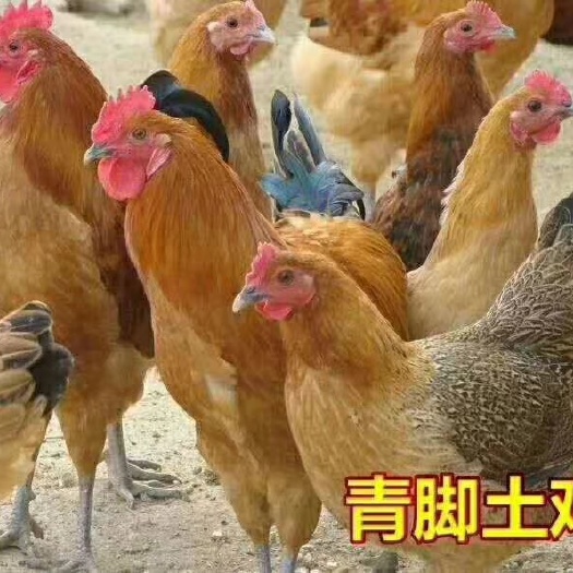 衡阳青脚土鸡苗 青脚土鸡，包打液氮马立克疫苗包运输包运输存活
