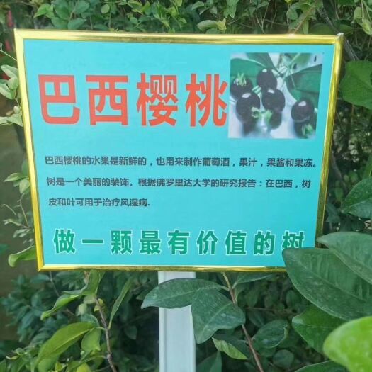 灵山县巴西樱桃苗 巴西樱桃果大肉甜