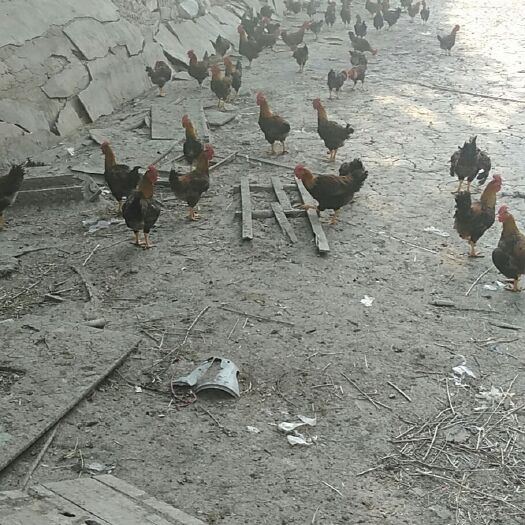 渭南 麻鸡