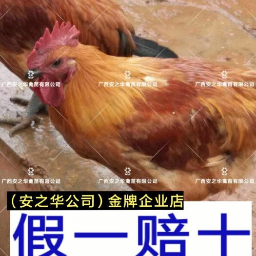 南宁麻鸡苗  ，承诺:假一赔十
