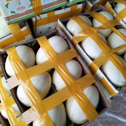 砀山县东方蜜1号 小白瓜