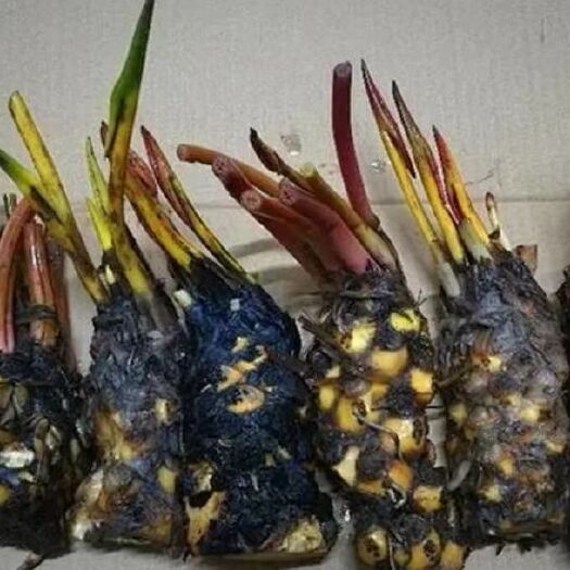 沭阳县 池塘水池 大睡莲睡莲根块 水培植物 水生根块 大睡莲花根茎