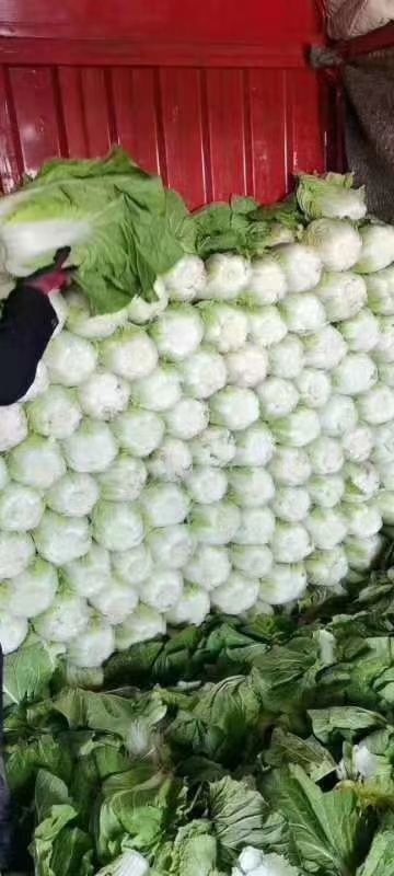 定州市黄心大白菜  阳春白菜，精品黄心菜，